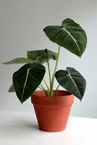 Alocasia plant ( pack of 1)-thumb1