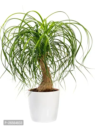 Ponytail palm plant ( pack of 1)-thumb0