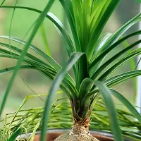 Ponytail palm plant ( pack of 1)-thumb1