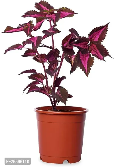 Coleus plant ( pack of 1)