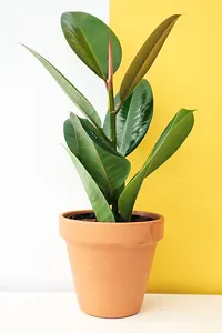 Rubber plant ( pack of 1)-thumb1