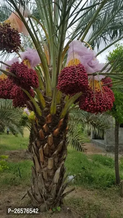 Date plant ( pack of 1)-thumb0