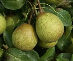 Pear plant ( pack of 1)-thumb1