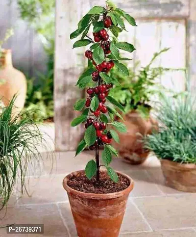 Cherry fruit plant ( pack of 1)-thumb0