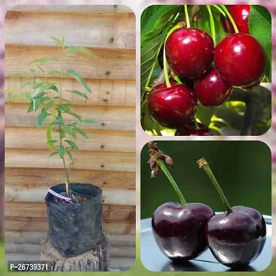 Cherry fruit plant ( pack of 1)-thumb2