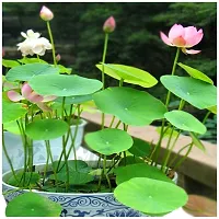 Lotus flower plant ( pack of 1)-thumb2