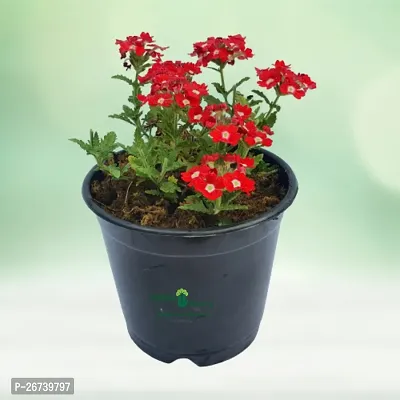 Verbena plant ( pack of 1)-thumb0