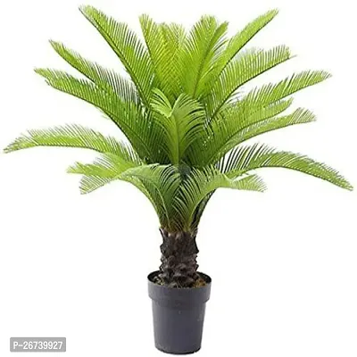 Sago palm plant ( pack of 1)