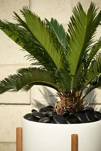 Sago palm plant ( pack of 1)-thumb2