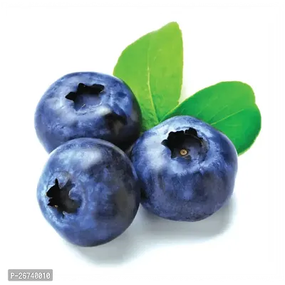 Blueberry fruit plant ( pack of 1)-thumb2