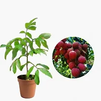 Litchi fruit plant ( pack of 1)-thumb1