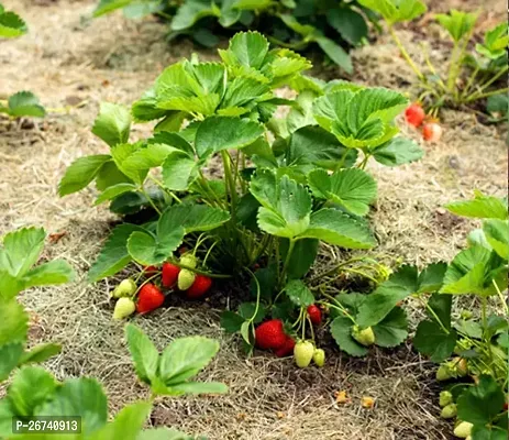 Strawberry plant ( pack of 1)-thumb0