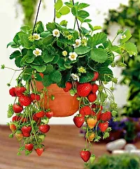 Strawberry plant ( pack of 1)-thumb1