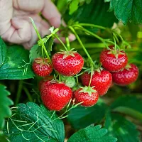 Strawberry plant ( pack of 1)-thumb2