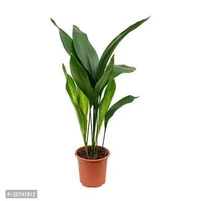 Ponytail palm plant ( pack of 1)-thumb0