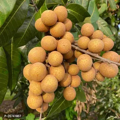 Longan fruit plant ( pack of 1)-thumb0