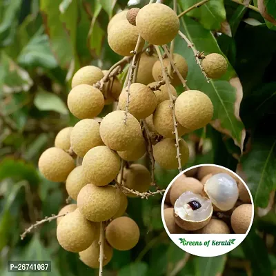 Longan fruit plant ( pack of 1)-thumb3