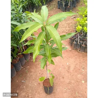 Himsagar Mango plant ( pack of 1)