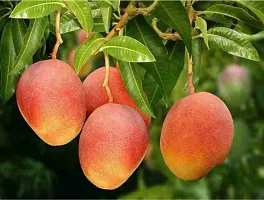 Gulab khaas Mango plant (pack of 1)-thumb1