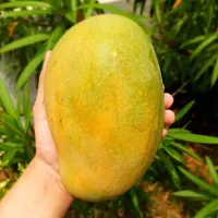 All season mango plant ( pack of 1)-thumb1