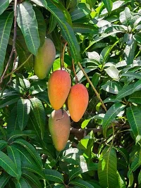 Himsagar Mango plant ( pack of 1)-thumb2