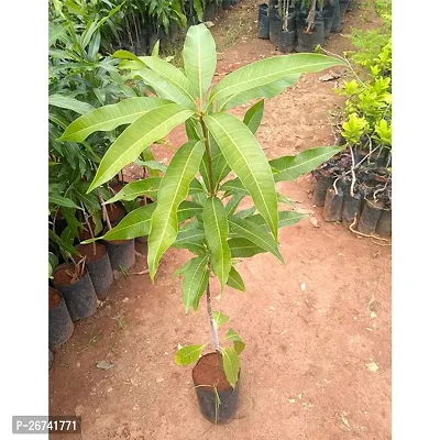 All season mango plant ( pack of 1)-thumb2