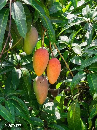 All season mango plant ( pack of 1)-thumb3