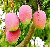 All season mango plant ( pack of 1)-thumb2