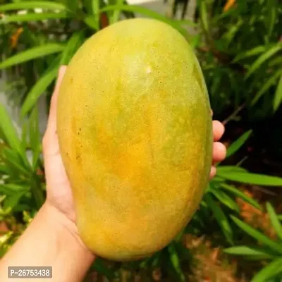 Fozli mango plant ( pack of 1)-thumb2