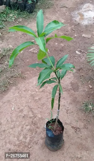 All season mango plant ( pack of 1)-thumb3