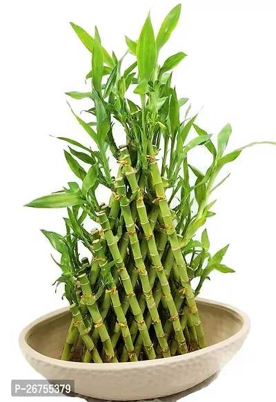 Lucky Bamboo plant ( pack of 1)-thumb0