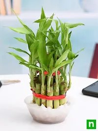 Lucky Bamboo plant ( pack of 1)-thumb2