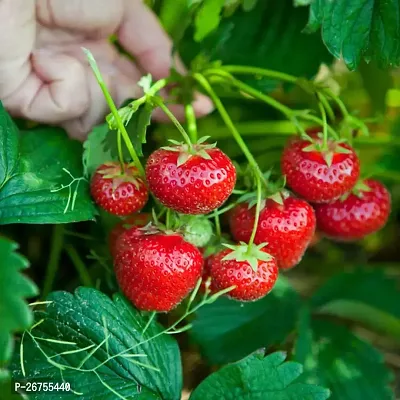 Strawberry plant ( pack of 1)