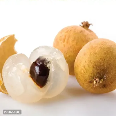 Longan fruit plant ( pack of 1)-thumb0