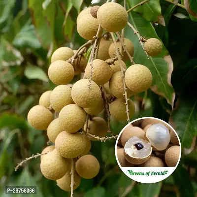 Longan fruit plant ( pack of 1)-thumb2