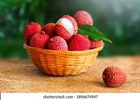 Litchi fruit plant ( pack of 1)-thumb2