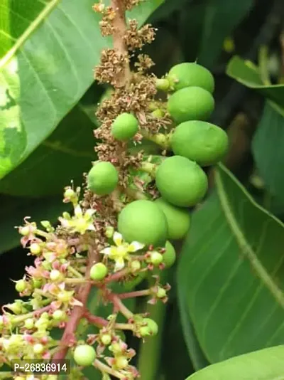 Bombay mango plant ( pack of 1)-thumb0