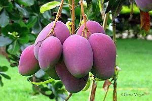 Multicolor mango plant ( pack of 1)-thumb1