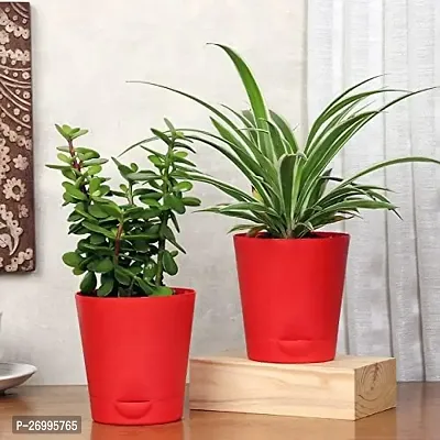 Combo of 2 Indoor Plants For Living Room Balcony Home And Office Decoration Set of 2 Decor Plant Combo((Pack Of 2 Indoor Plant Spider  Jade)-thumb0