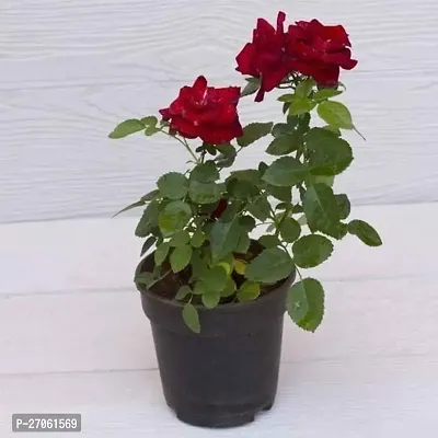 Red Rose plant (Pack of 1 )-thumb0