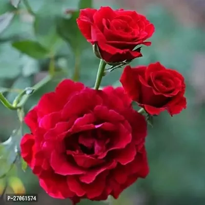 Red Rose plant (Pack of 1 )-thumb0