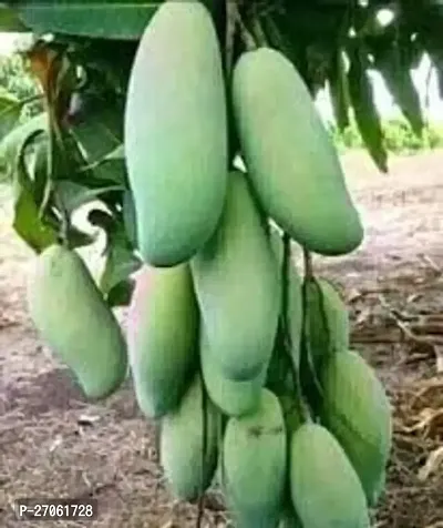 Mango Plant (Grafted Plant Height 2-3 Feet) Hybrid 1 Healthy  Frout Plant For Home Garden Fruit After 2-3 Years Grafted Mango Tree-thumb0