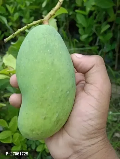 Mango Plant (Grafted Plant Height 2-3 Feet) Hybrid 1 Healthy  Frout Plant For Home Garden Fruit After 2-3 Years Grafted Mango Tree-thumb0