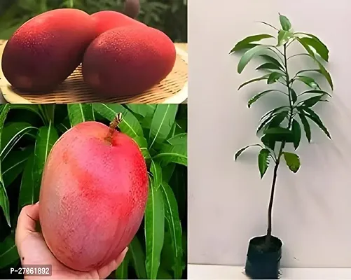 Mango Plant (Grafted Plant Height 2-3 Feet) Hybrid 1 Healthy  Frout Plant For Home Garden Fruit After 2-3 Years Grafted Mango Tree