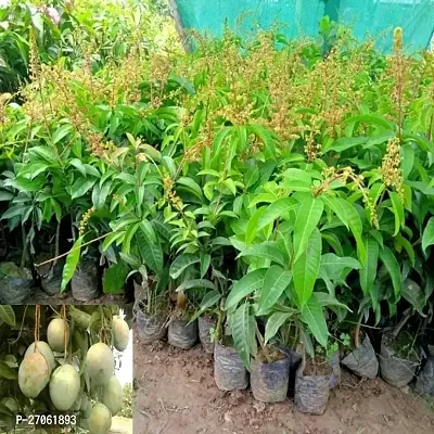 Mango Plant (Grafted Plant Height 2-3 Feet) Hybrid 1 Healthy  Frout Plant For Home Garden Fruit After 2-3 Years Grafted Mango Tree-thumb0