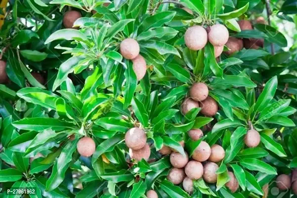 THE BHOWMICK Grafted Chikoo (Chiku) or Sapota Hybrid Variety Live Plant-thumb0