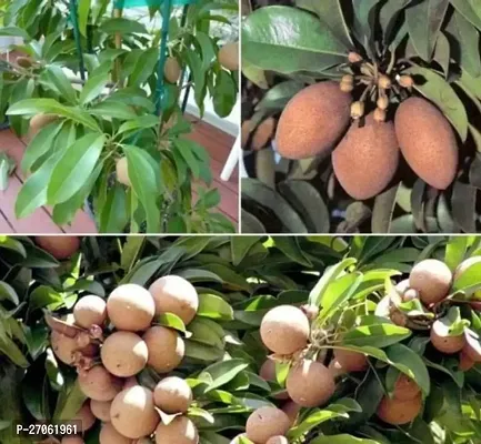 THE BHOWMICK Grafted Chikoo (Chiku) or Sapota Hybrid Variety Live Plant-thumb0