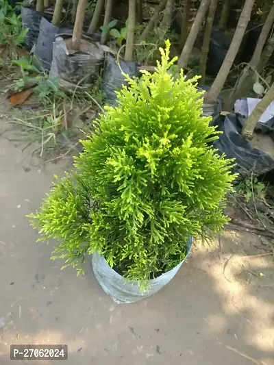 Green Thuja Plant Beautiful Jhau Plant Thuja Tree  Plant 1 Indoor Outdoor Plant Home Garden Decor Thujha-thumb0