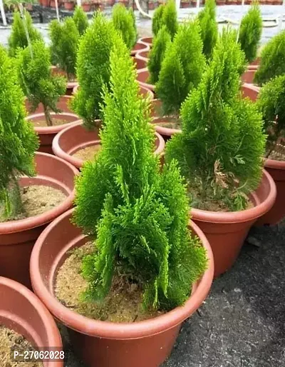 Green Thuja Plant Beautiful Jhau Plant Thuja Tree  Plant 1 Indoor Outdoor Plant Home Garden Decor Thujha-thumb0