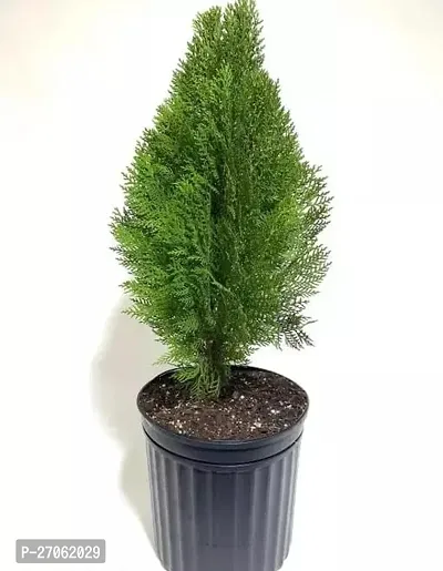 Green Thuja Plant Beautiful Jhau Plant Thuja Tree  Plant 1 Indoor Outdoor Plant Home Garden Decor Thujha-thumb0